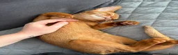 Abyssinian cats for sale: Pedigree Abyssinian boy for sale  - Advert 7
