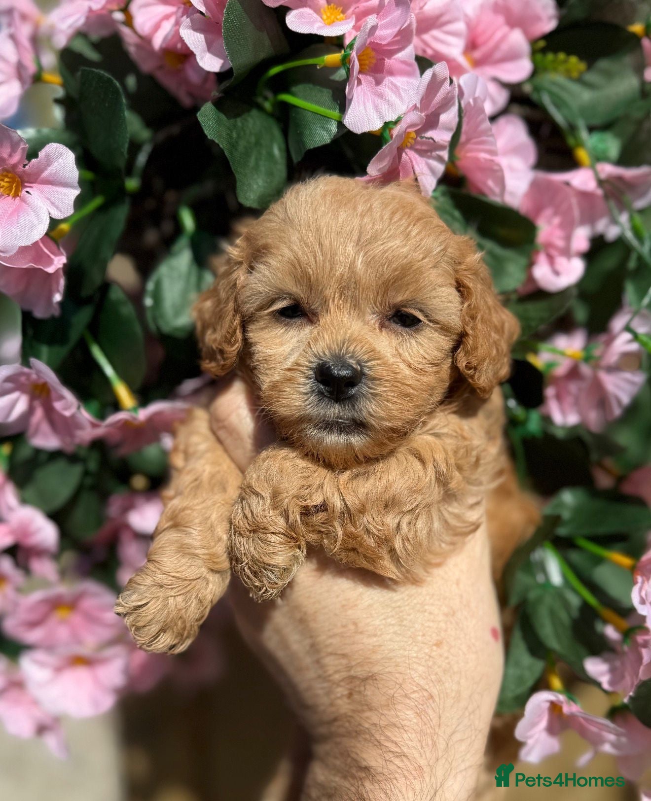 Shihpoo dogs 🧡💛🧡Stunning F1 Shihpoo Puppies💛🧡💛 - Advert 1