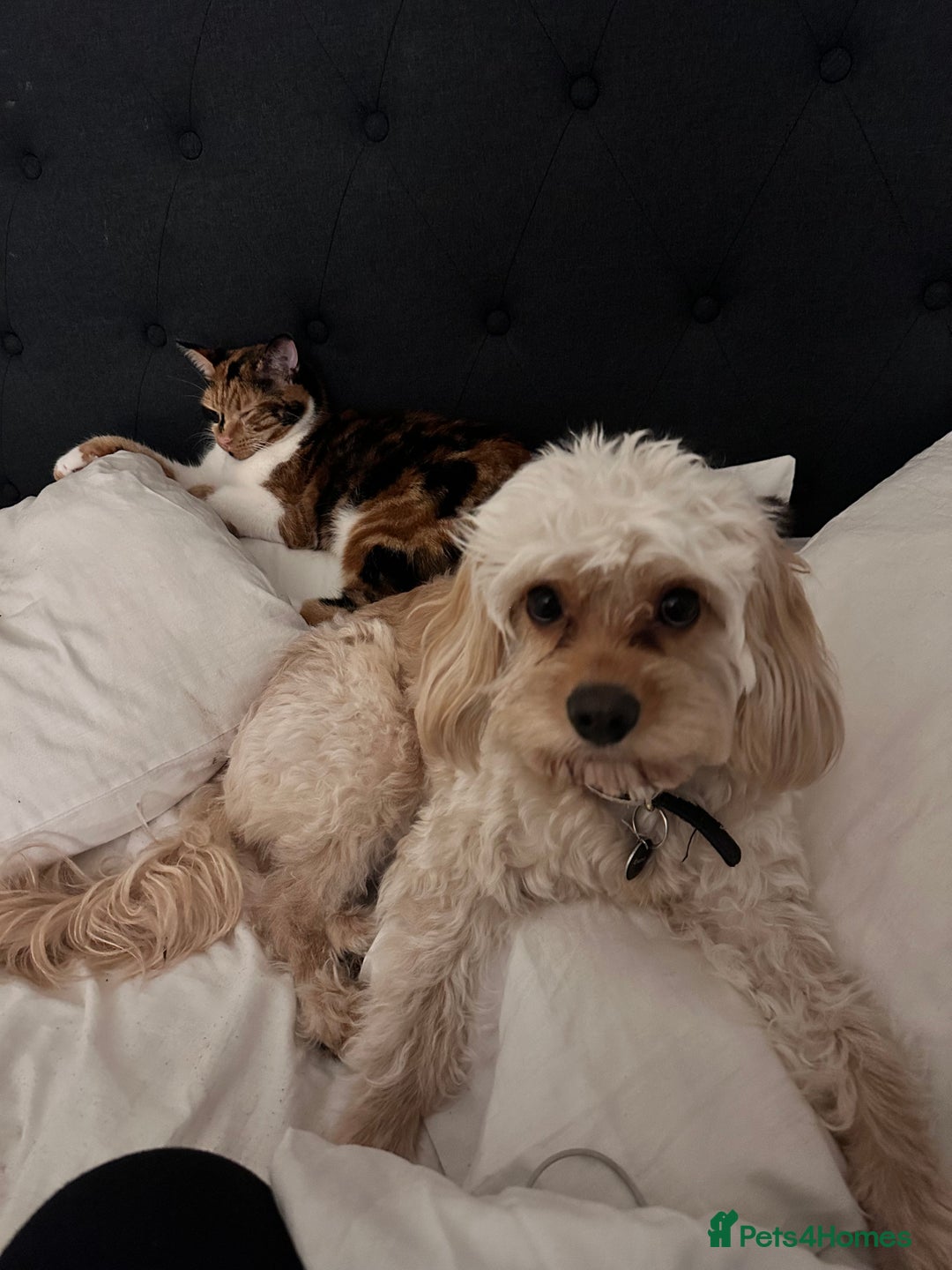 Cockapoo dogs for sale: Milo - Cavapoo - Advert 11