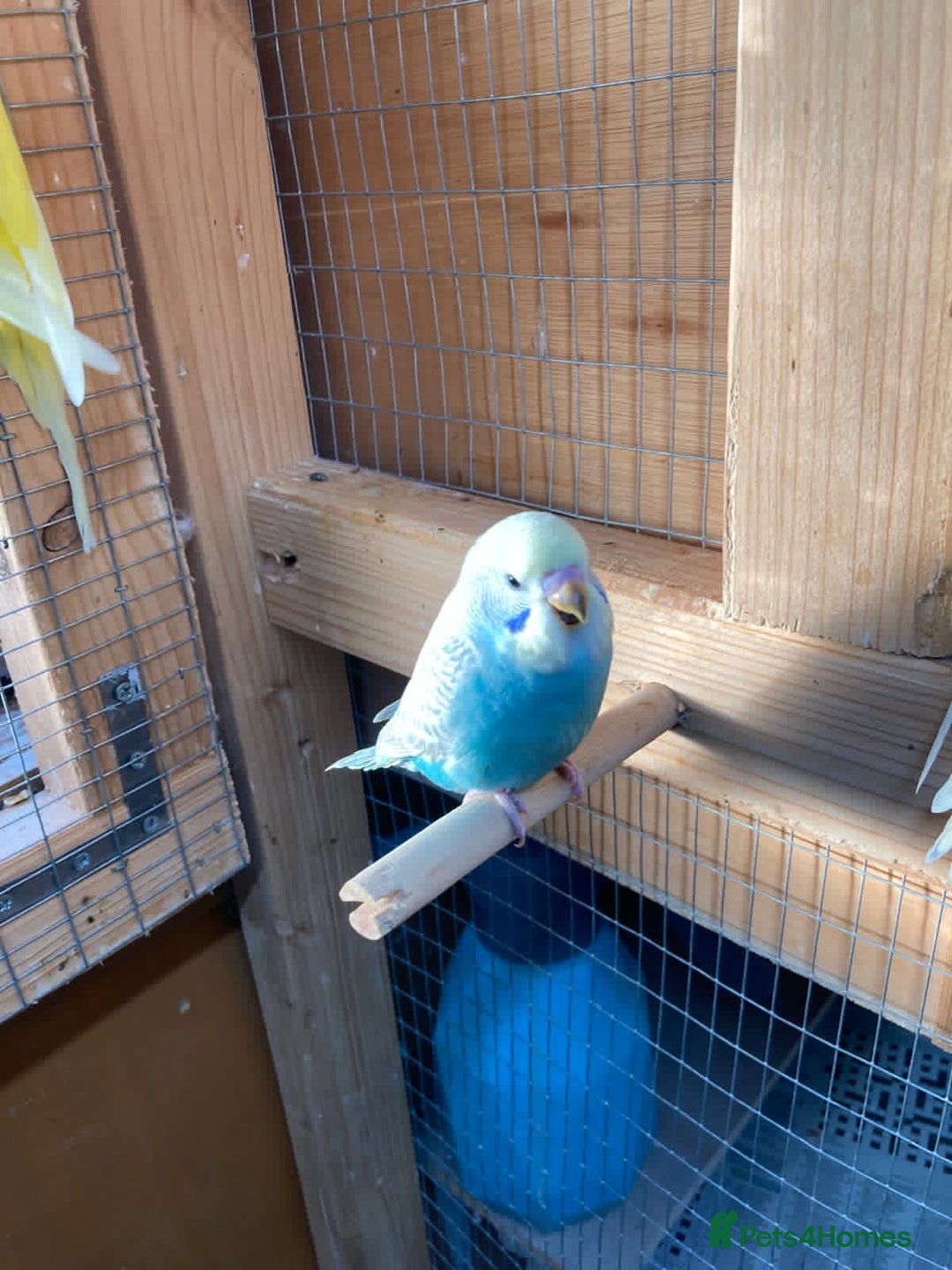 Budgerigars birds for sale: Baby budgies aviary bred  - Advert 12