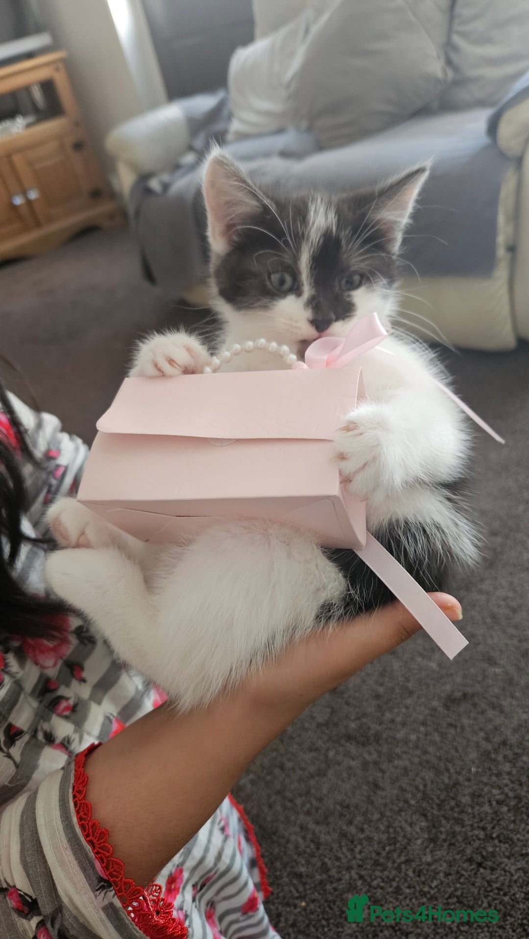 Mixed Breed cats for sale: Beautiful Friendly Kitten  - Image 1