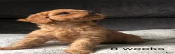 Cavapoo dogs for sale: Cavapoo puppies - Advert 16