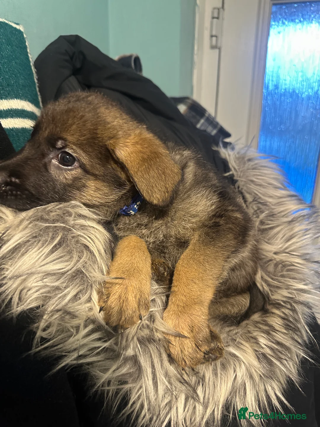 Mixed Breed dogs for sale: GSP x5 Available 27th Feb.  - Advert 5