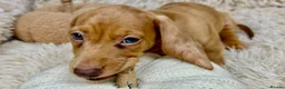 Dachshund dogs for sale: HIGH QUALITY MINIATURE DACHSHUND PUPPIES - Advert 33