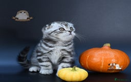 Scottish Fold cats for sale: LICENSED CATTERY, PURE BREED TOP QUALITY KITTENS - Image 25