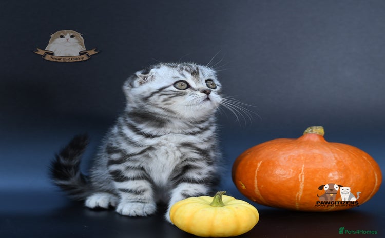 Scottish Fold cats LICENSED CATTERY, PURE BREED TOP QUALITY KITTENS - Advert 1