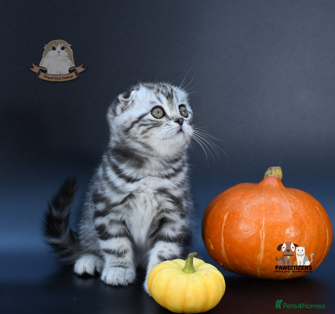 Scottish Fold cats for sale: LICENSED CATTERY, PURE BREED TOP QUALITY KITTENS - Image 25