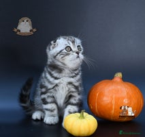 Scottish Fold cats LICENSED CATTERY, PURE BREED TOP QUALITY KITTENS - Advert 16