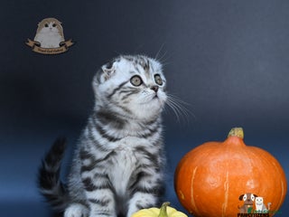 Scottish Fold cats LICENSED CATTERY, PURE BREED TOP QUALITY KITTENS - Advert 1