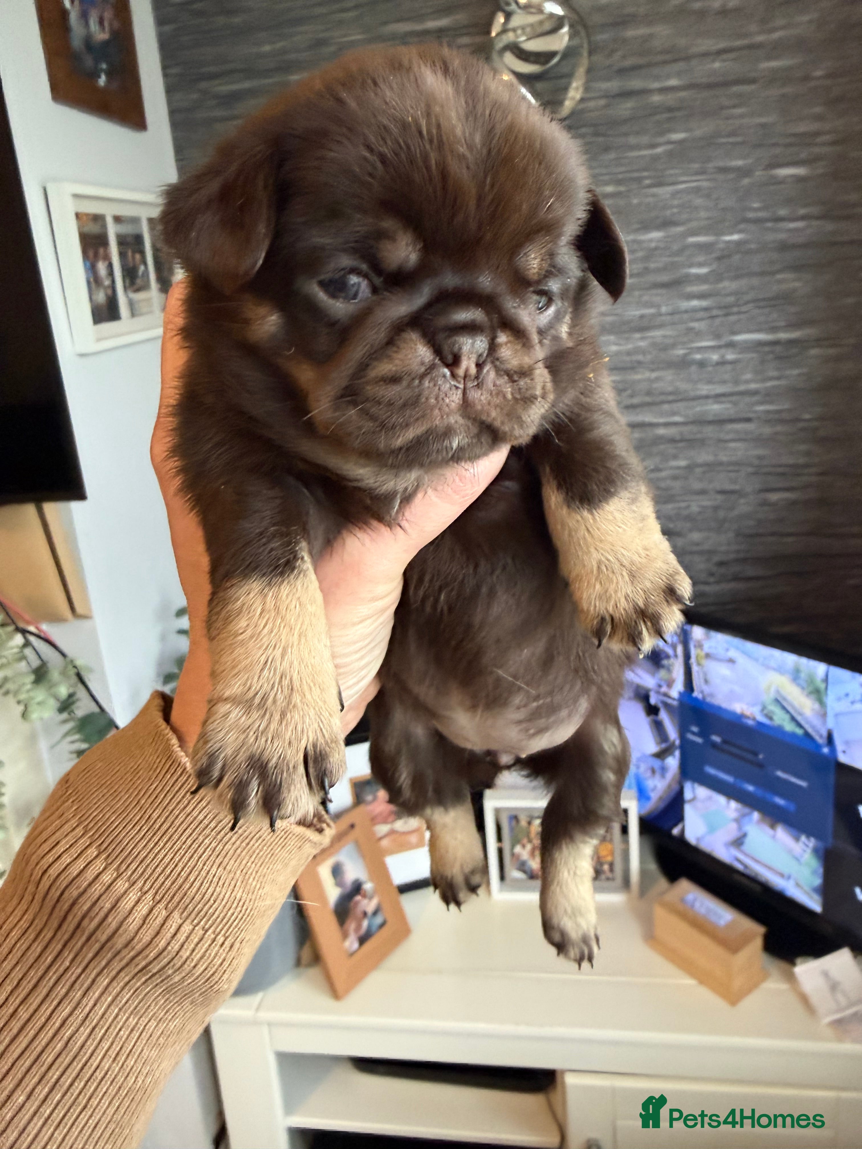 Pug dogs Kc lilac and choc pugs - 5 star licenced breeder - Advert 2