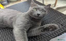 Russian Blue cats for sale: Affectionate Adult Male Cat for Sale - Image 1