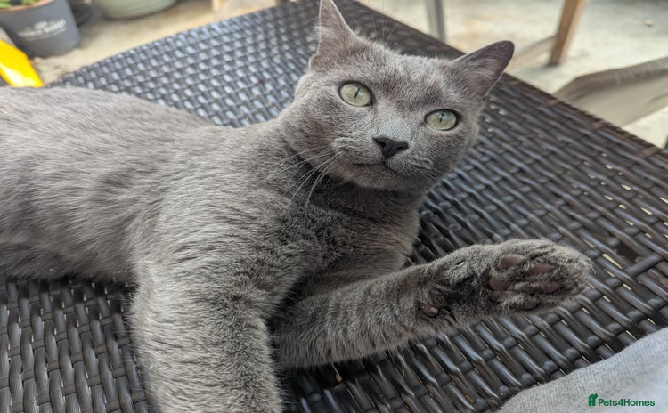 Russian Blue cats - Advert 13
