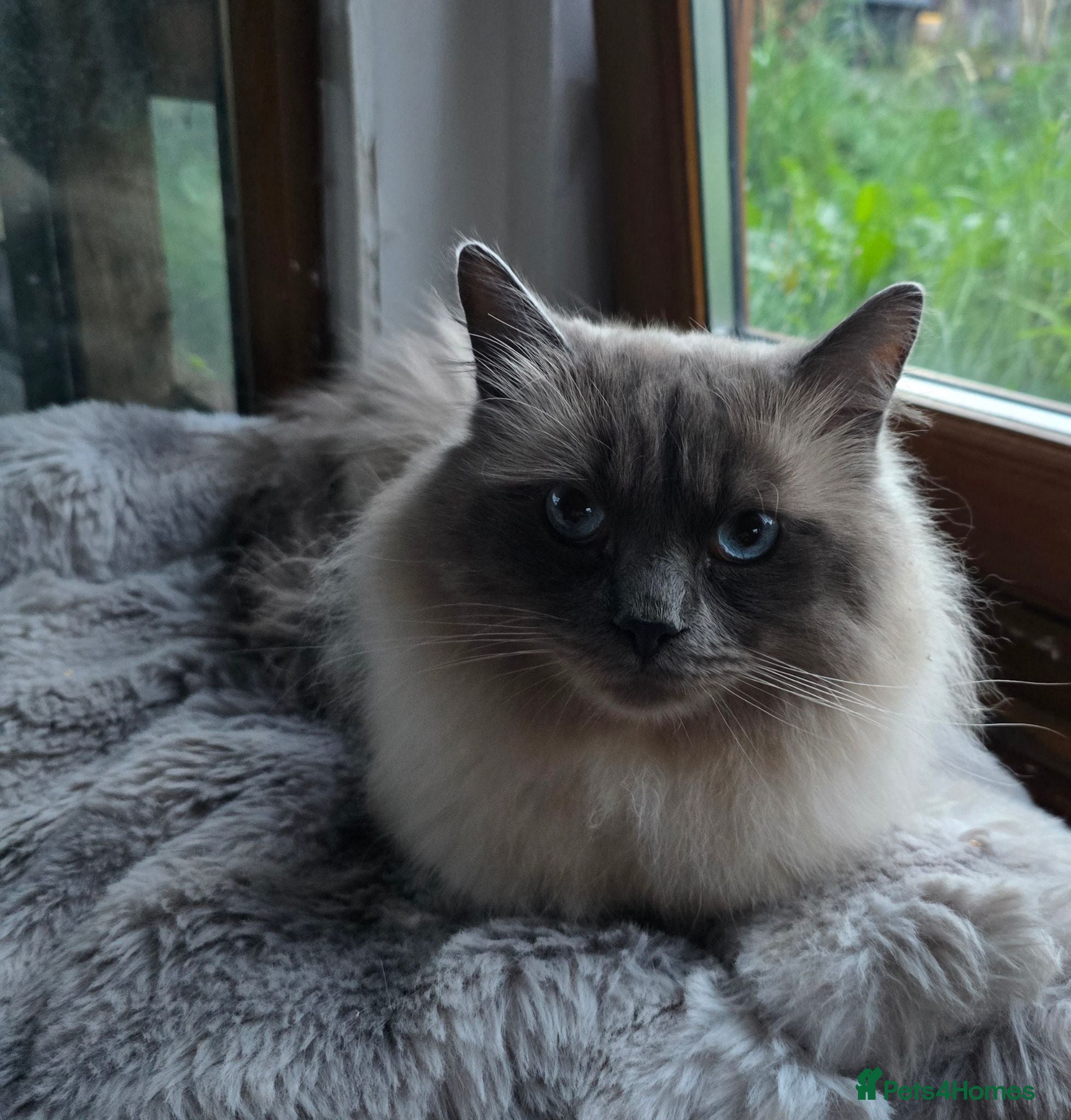 Ragdoll cats Male Ragdoll  - Advert 1