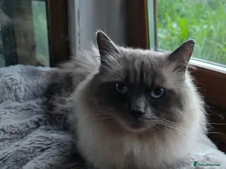 Ragdoll cats Male Ragdoll - Advert 1
