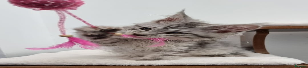 Silver tabby female