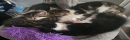 Mixed Breed cats for sale: Beautiful kittens for sale in Andover - Advert 1