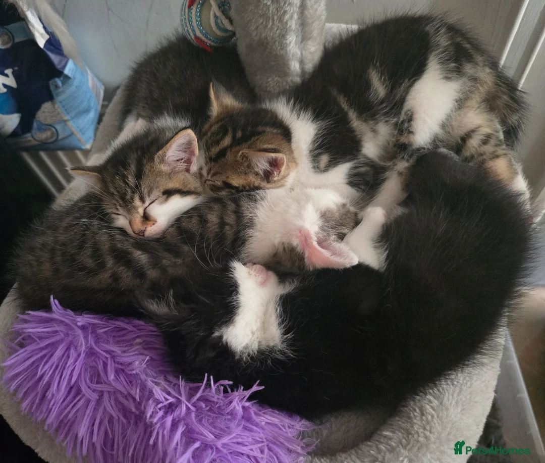 Mixed Breed cats for sale: Beautiful kittens for sale in Andover - Advert 1