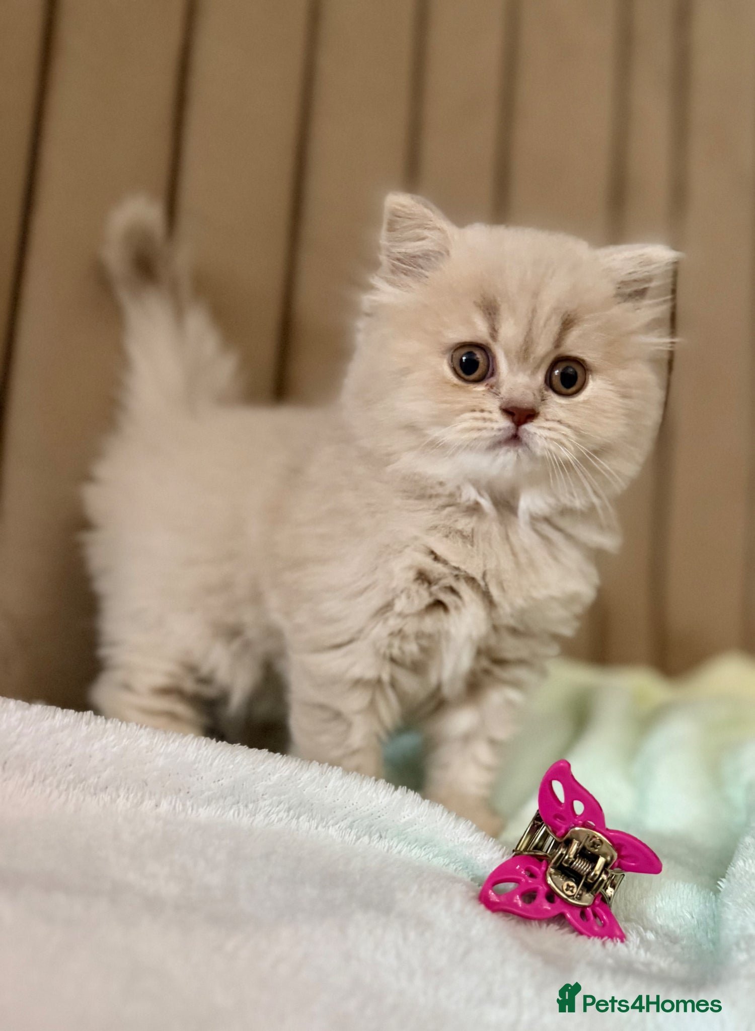 British Longhair cats for sale: 🎀Last longhair girl available from this litter.  - Advert 13