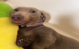 Dachshund dogs for sale: Slinky - Image 2
