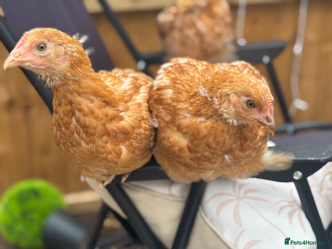 Chickens poultry for sale: 10 Female chickens for sale - Image 4