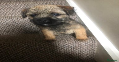 Border Terrier dogs - Advert 11