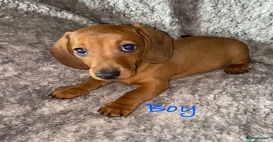 Miniature Dachshund dogs - Advert 9