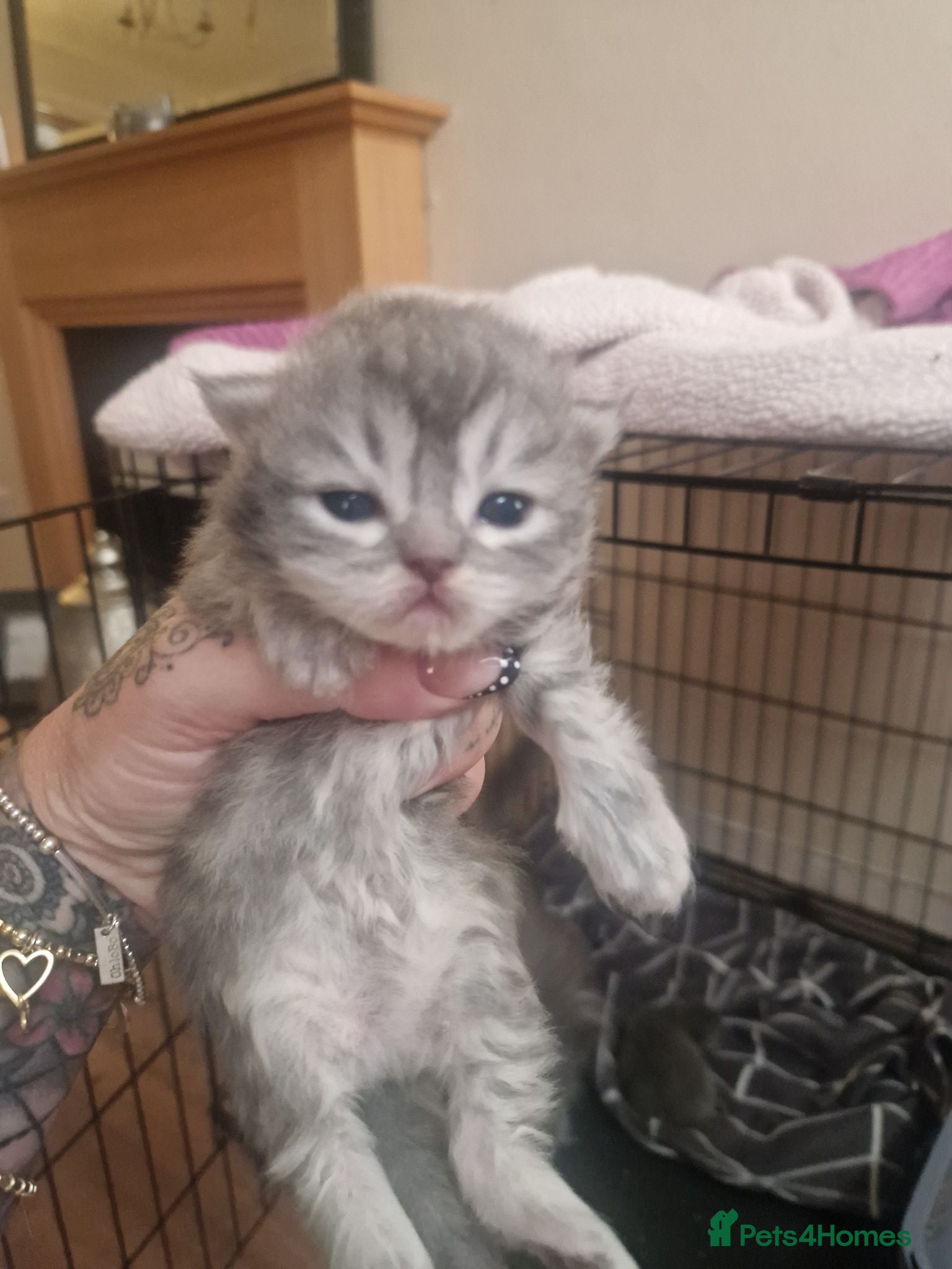 Mixed Breed cats Persian/chinchilla  - Advert 15