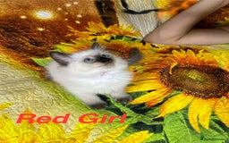 Ragdoll cats for sale: 🐈❤️5 Pure Ragdolls Waiting for Loving Family❗️❤️ - Image 24