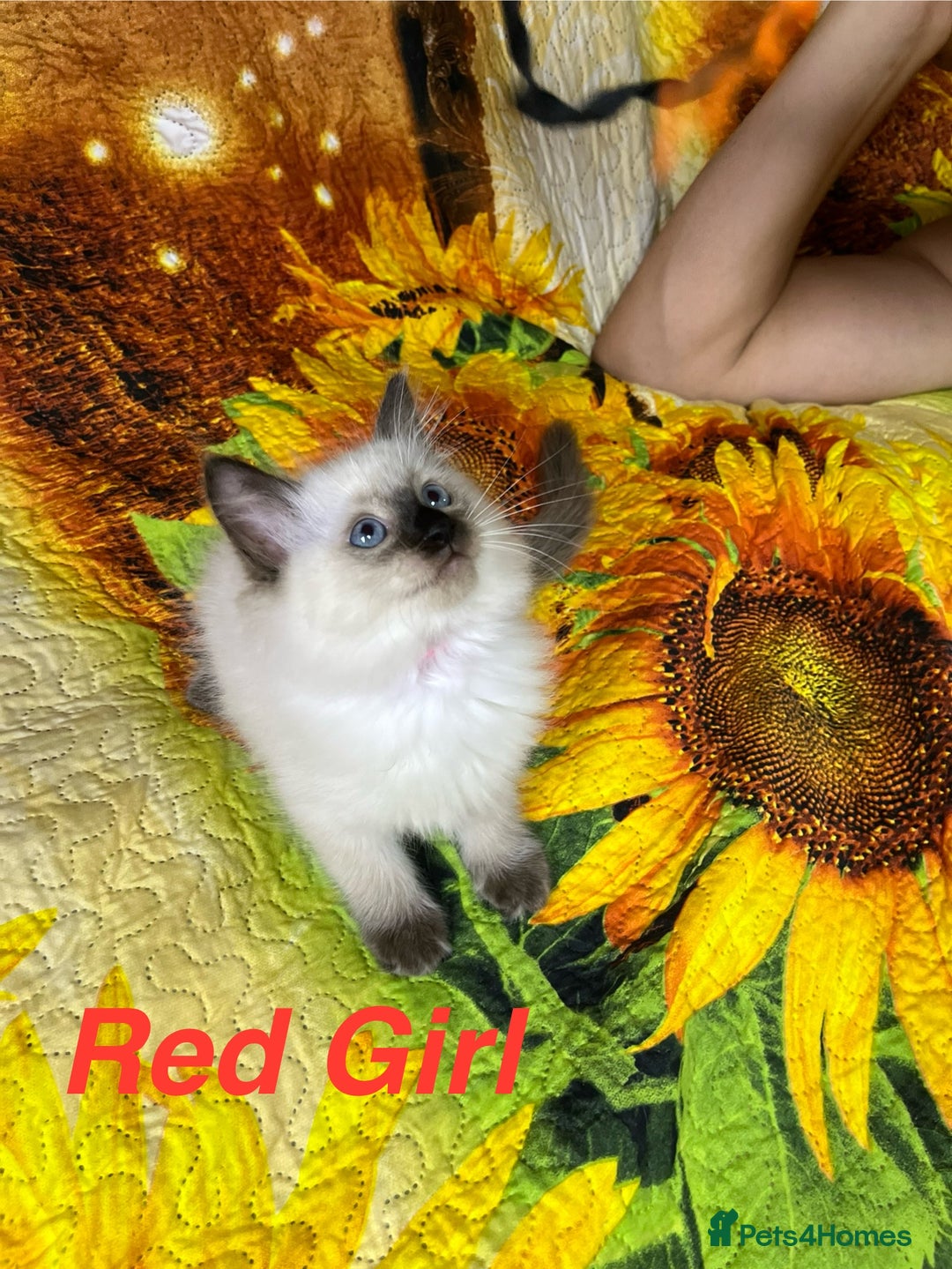 Ragdoll cats for sale: 🐈❤️5 Pure Ragdolls Waiting for Loving Family❗️❤️ - Image 24