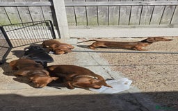 Dachshund dogs for sale: "READY GO STUNING 5 STANDARD DACHSHUND PUPPIES  - Image 11