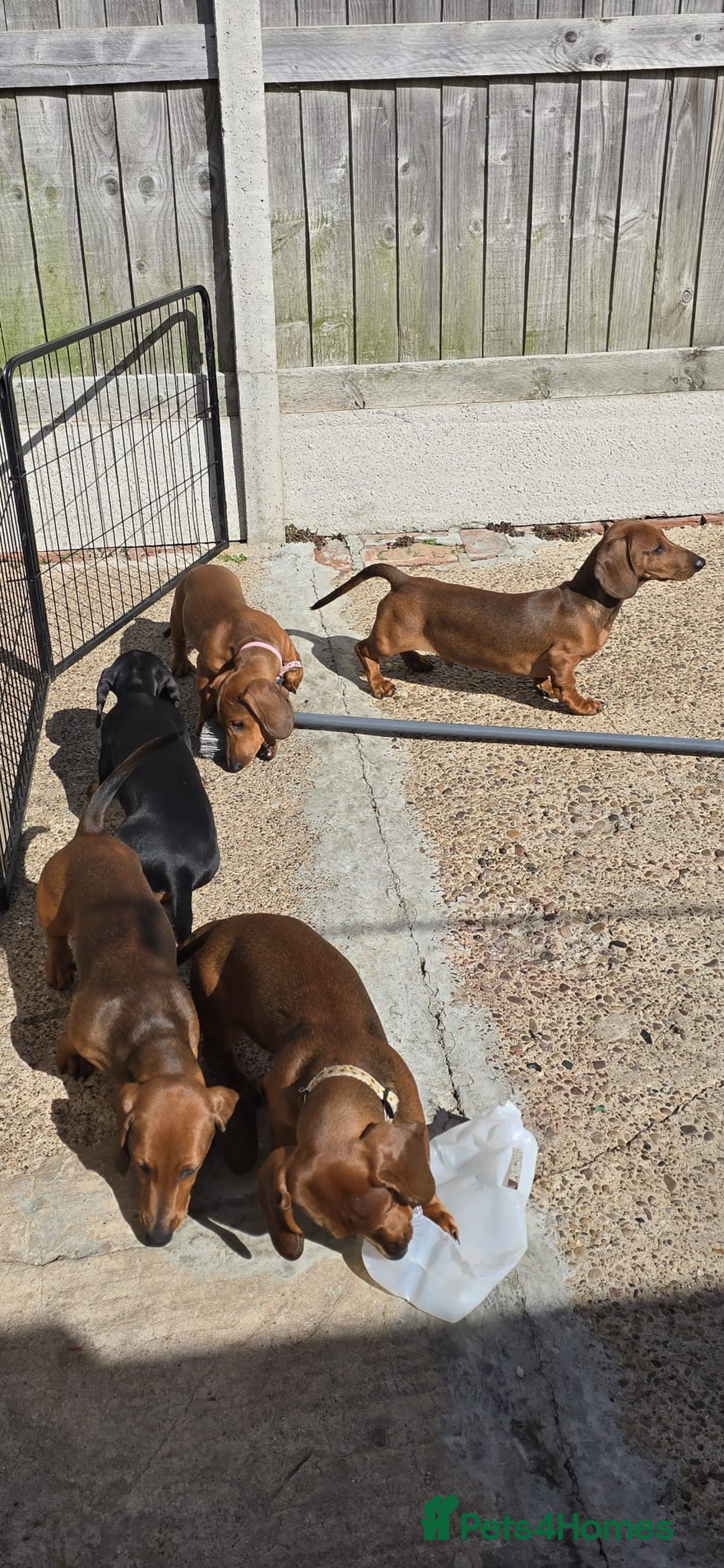 Dachshund dogs for sale: "READY GO STUNING 5 STANDARD DACHSHUND PUPPIES  - Image 11