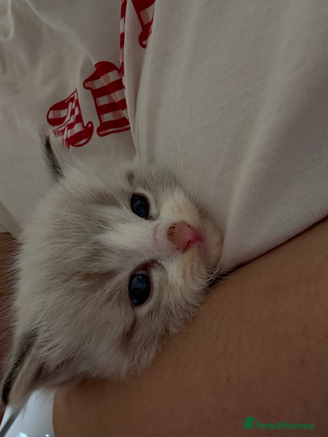 Ragdoll cats for sale: Beautiful Ragdoll gccf registered - Image 7