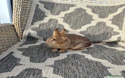 Netherland Dwarf rabbits for sale: Adult Netherlands dwarf doe. - Image 7