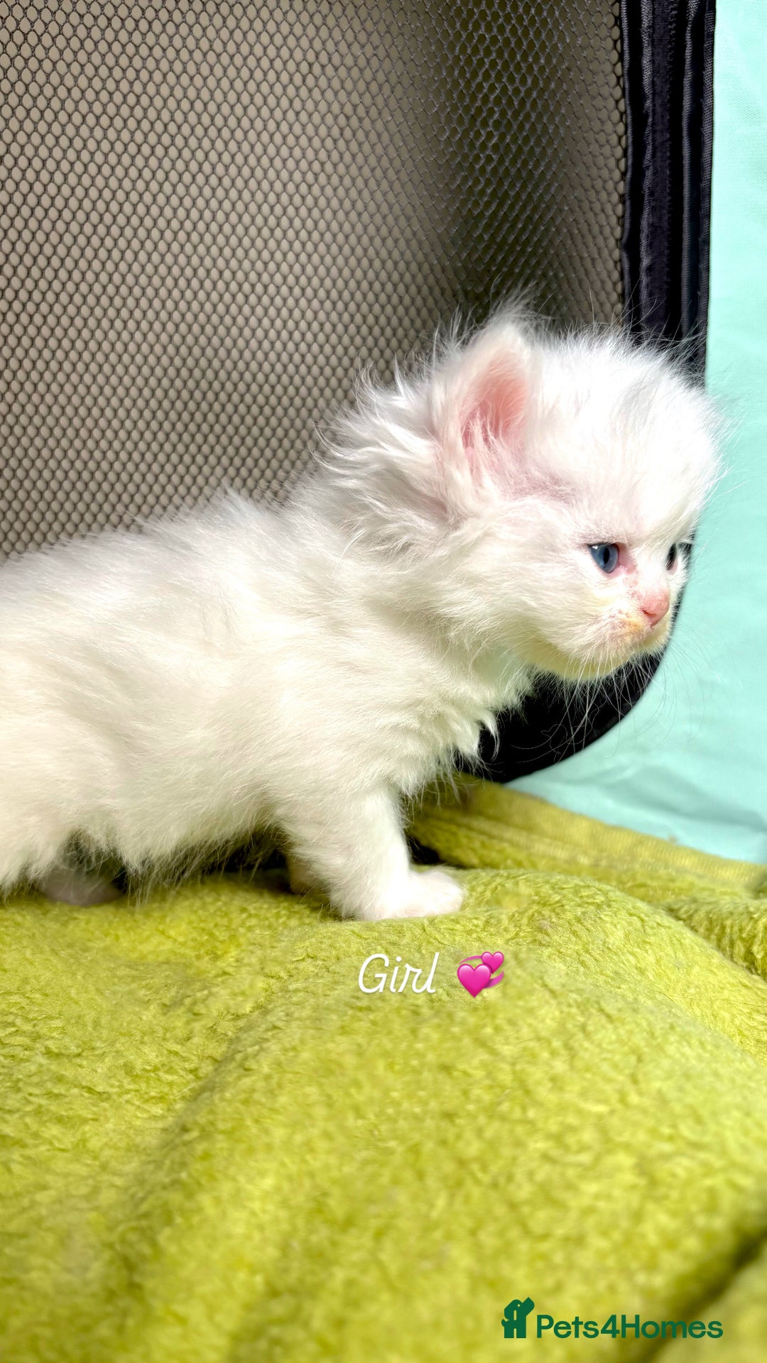 Persian cats for sale: Pure breed Rare Colours Gorgeous Persian Kittens  - Image 11