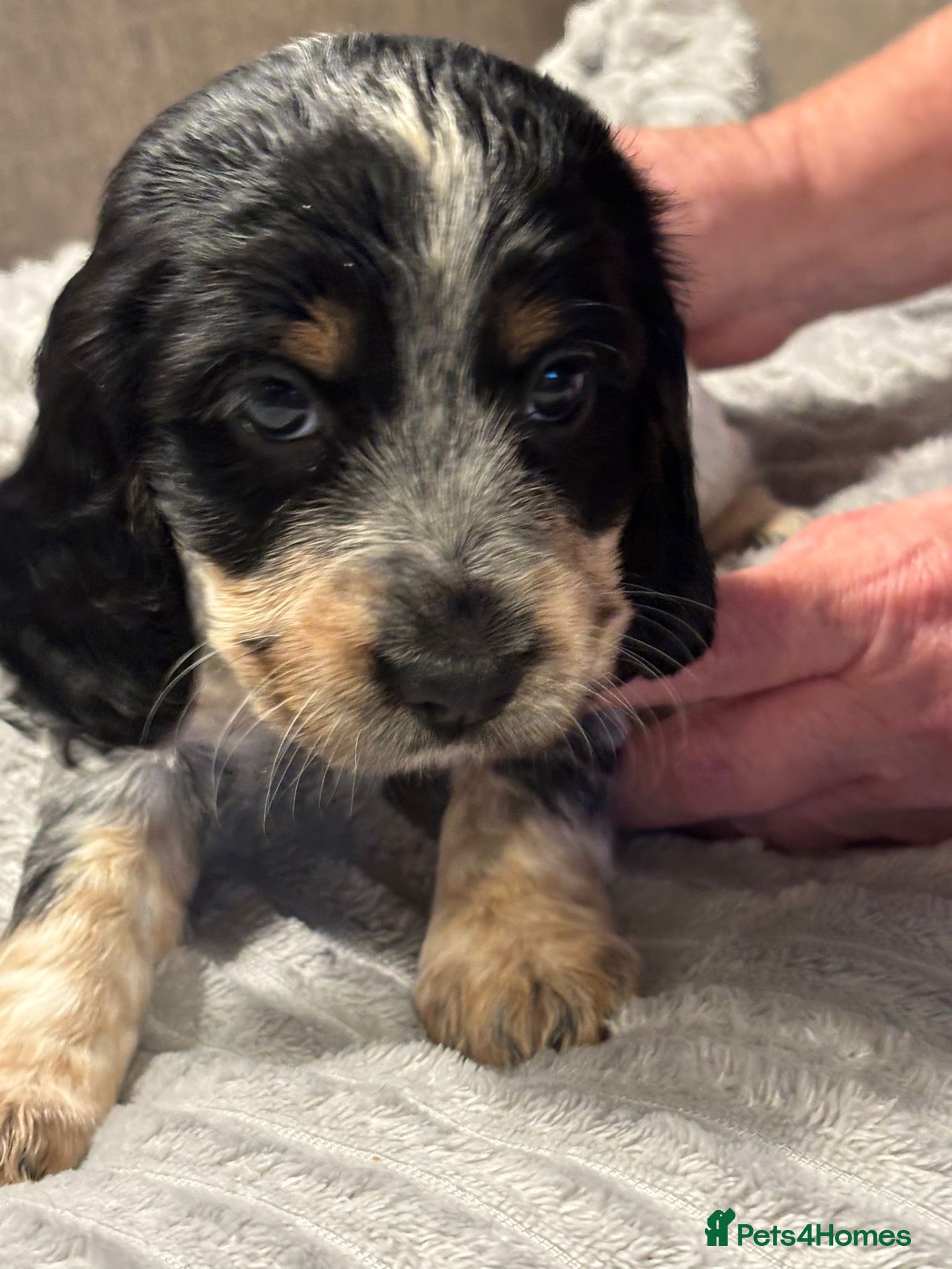 Cocker Spaniel dogs Beautiful Cocker Spaniel Puppies, Newton Aycliffe  - Advert 13