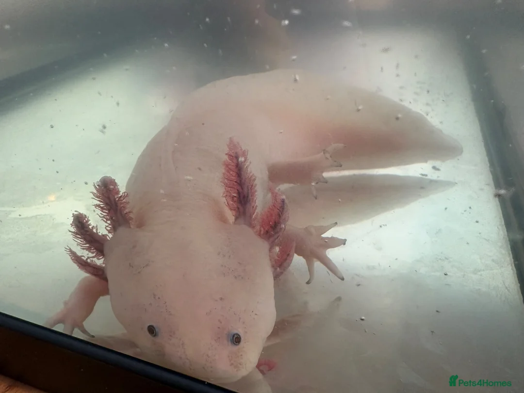 Axolotl reptiles for sale: 1 male 1 female axolotls in Skelmersdale - Advert 1