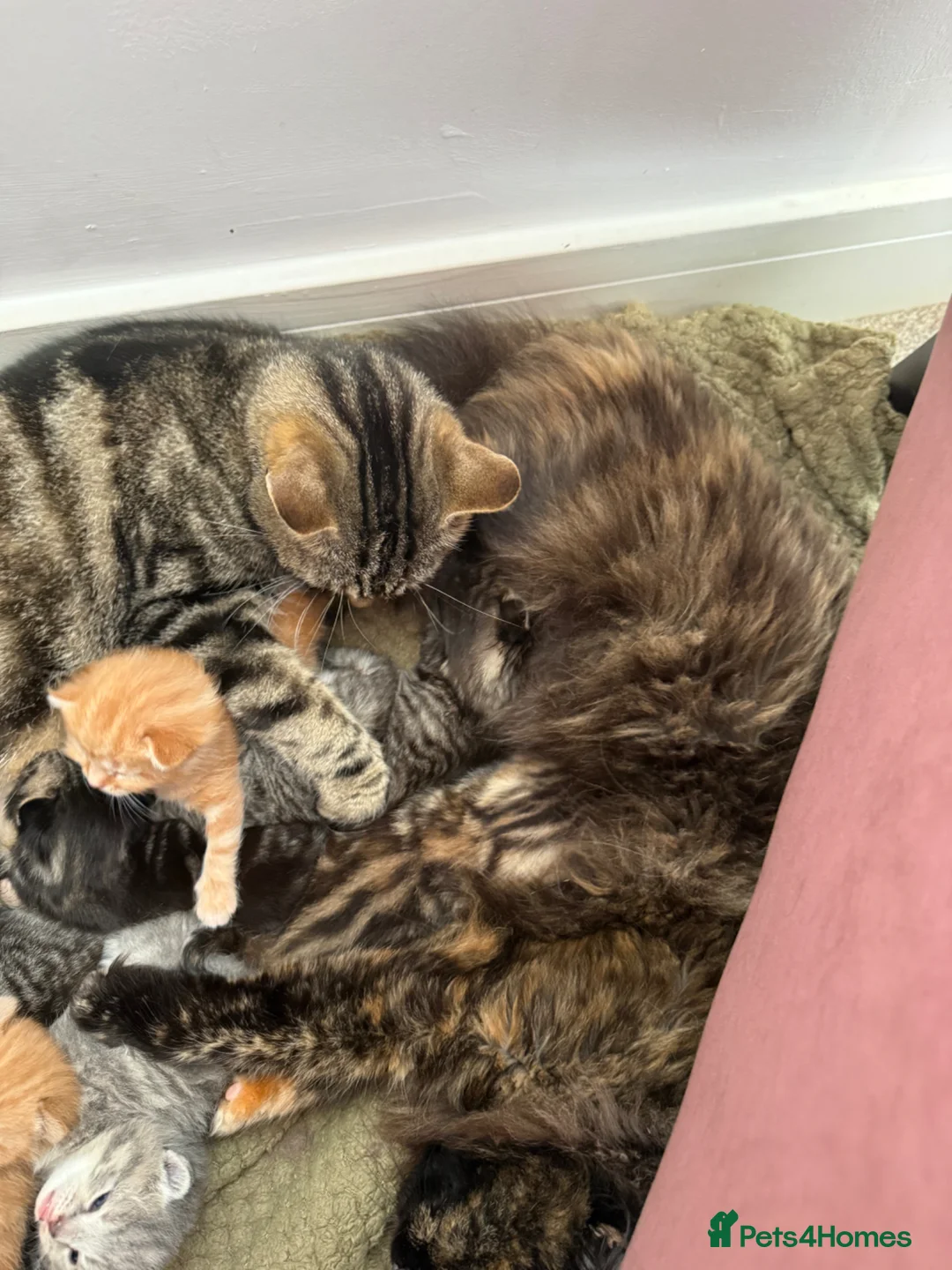 Mixed Breed cats for sale: 7 LEFT - 8 fluffy kittens for sale  - Advert 2