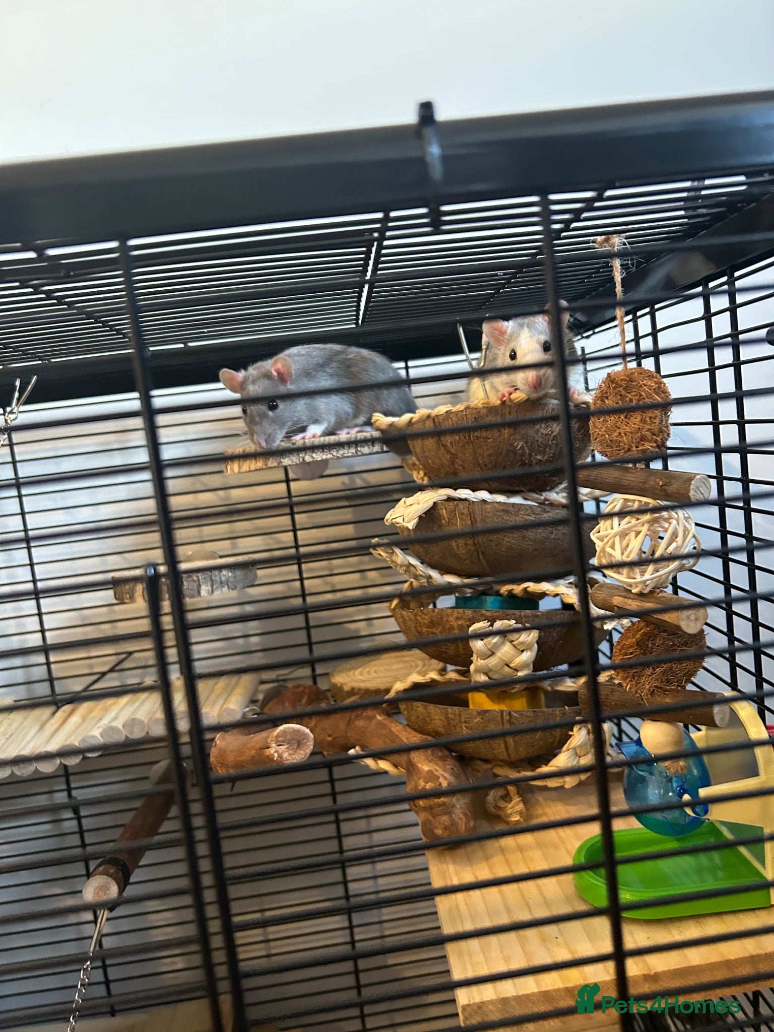 Rat rodents  Male Rats Brothers Cage & Full Setup 4 Months Old - Advert 6