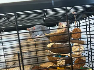 Rat rodents Male Rats Brothers Cage & Full Setup 4 Months Old - Advert 6