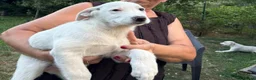 Mixed Breed dogs for adoption: 🤍 Beautiful CARLA - for a Loving Home 🐾 - Advert 13
