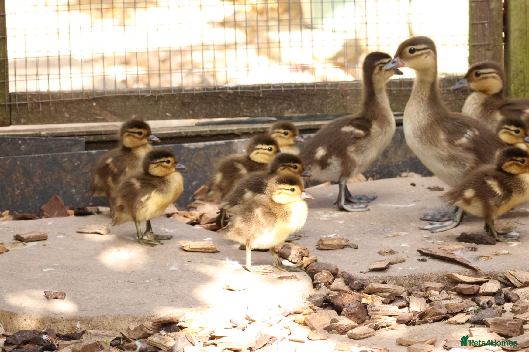Ducks poultry Mandarin ducklings x7  - Advert 1