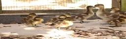 Ducks poultry for sale: Mandarin ducklings x7  in Radstock - Advert 1