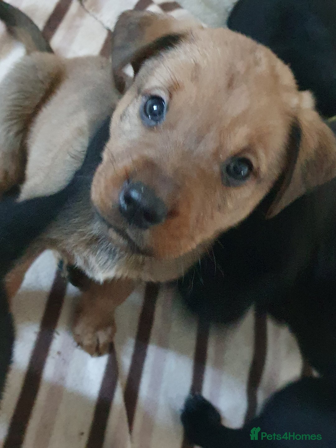 Mixed Breed dogs for sale: Beautiful mixed labrador rottweiler puppies  - Image 5