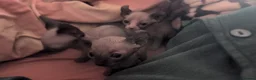Sphynx cats for sale: Sphynx kittens  - Advert 9