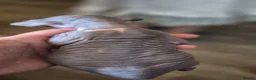 Sphynx cats for sale: Gorgeous sphynx kittens for sale - Advert 17