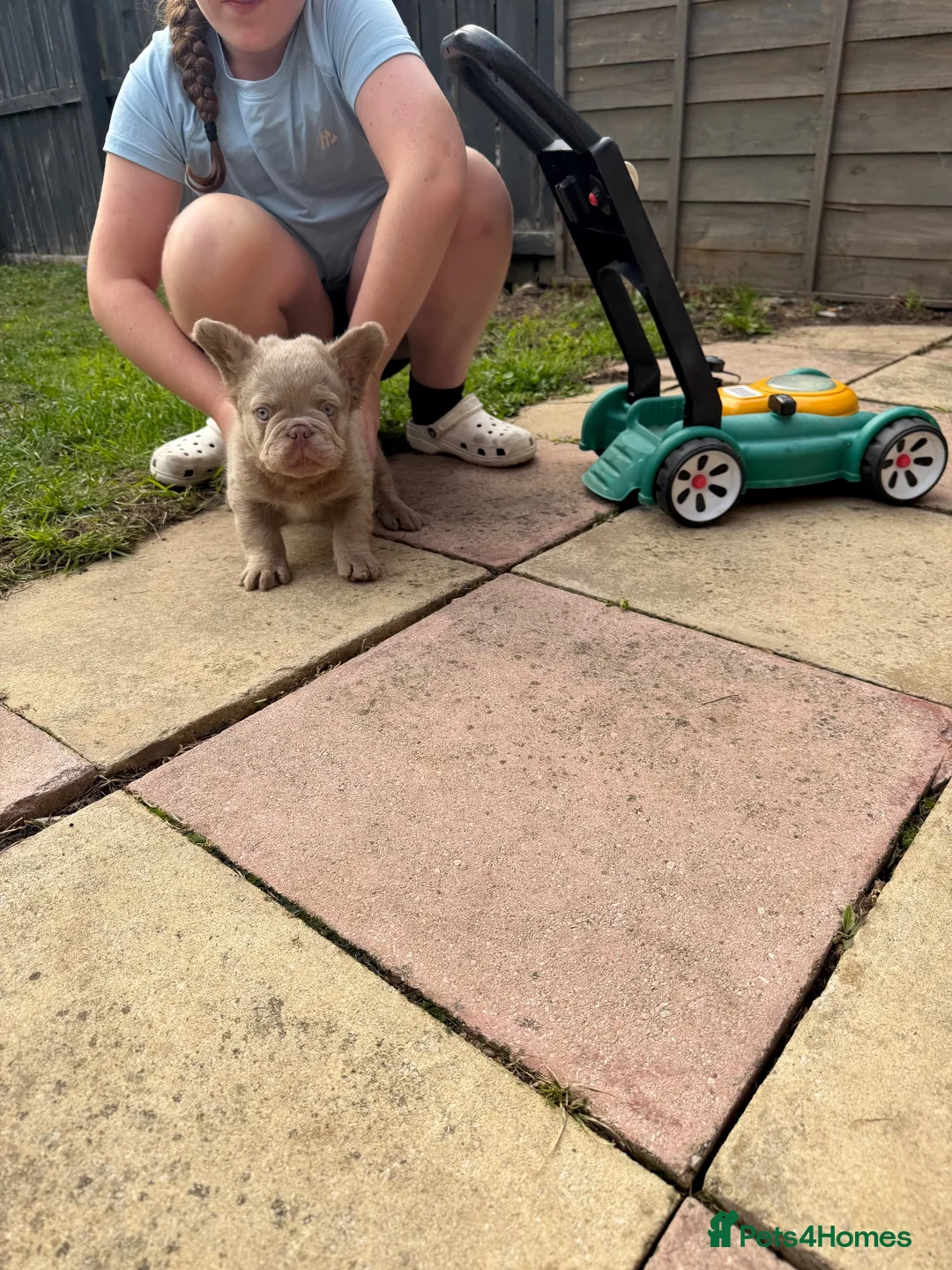 French Bulldog dogs for sale: New shade french bull dog visual fluffy +c2 - Advert 15