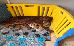 Irish Doodle dogs for sale: Gorgeous Miniature F1 Irish Doodles - Image 21
