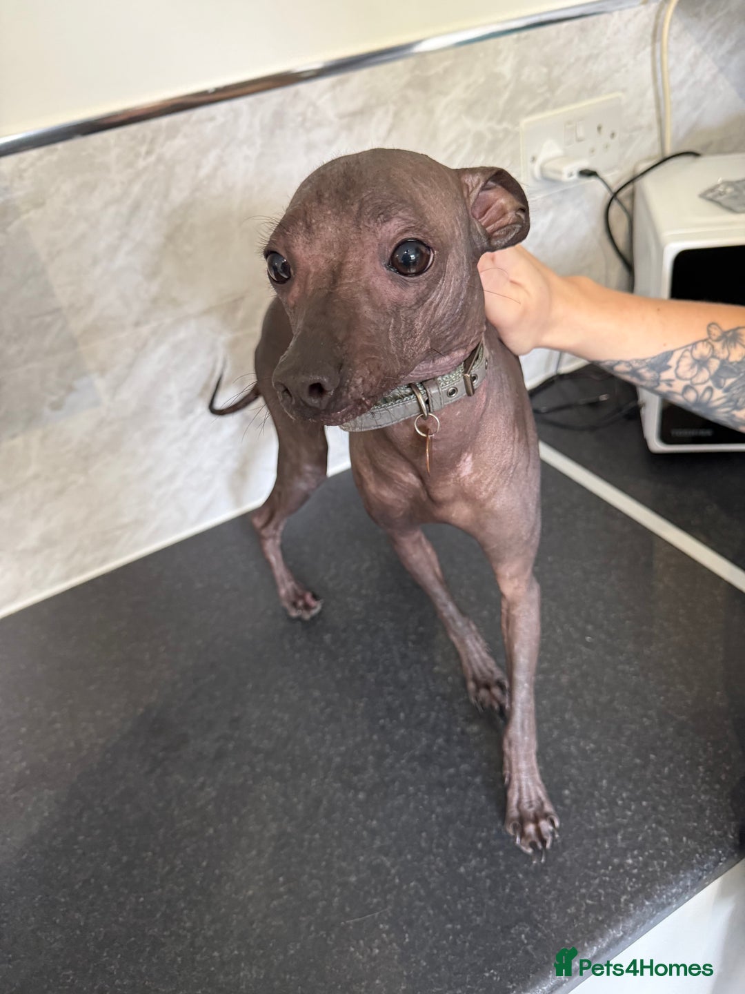 Mexican Hairless dogs for sale: MINI MEXICAN HAIRLESS MALE!   - Image 7