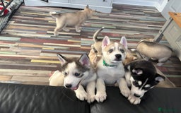 Siberian Husky dogs for sale: 8 Purebred Siberian Husky Puppies - Image 16