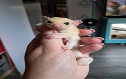 Sugar Glider rodents for sale: Sugar Glider Joeys - Image 4
